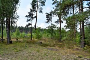 Kociņi, Ādaži 8,4 ha