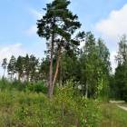 Kociņi by labamaja