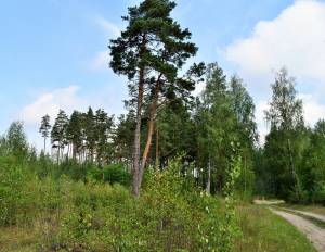 Kociņi, Ādaži 8,4 ha