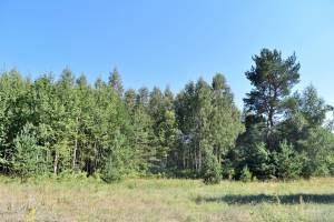 Laimes zeme, Ķekava 4 ha