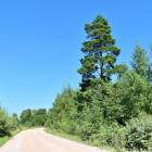 Laimes zeme, Ķekava by labamaja