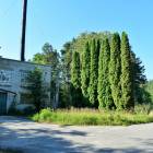 Meristēmas, Carnikava by labamaja