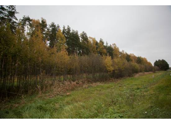 Ķekava, "Odiņbērzi" by labamaja