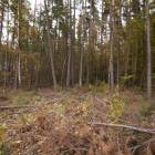 Ķekava, "Odiņbērzi" by labamaja