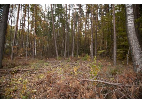 Ķekava, "Odiņbērzi" by labamaja