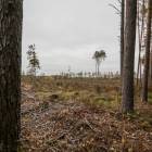 Ķekava, "Odiņbērzi" by labamaja