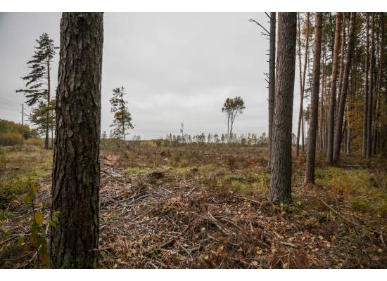 Ķekava, "Odiņbērzi" by labamaja