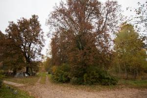 Ārstniecības iela, Baldone 1258 m2