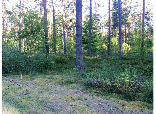 Priežu mala, Spuņciems by labamaja