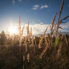 Uguntiņas, Ķekava by labamaja